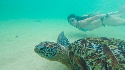 Obraz premium young woman with wild turtle in Sri Lanka