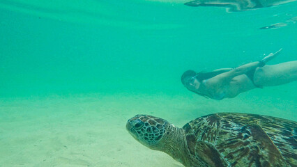Obraz premium young woman with wild turtle in Sri Lanka