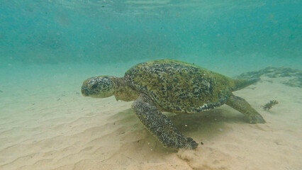 wild turtle in Sri lanka
