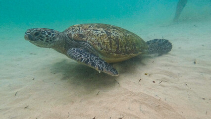 wild turtle in Sri lanka