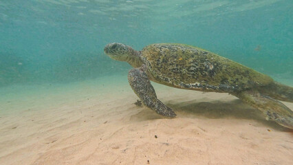 Obraz premium wild turtle in Sri lanka