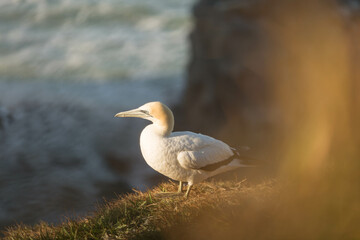 Gannet colony Muriwai Beach, Auckland