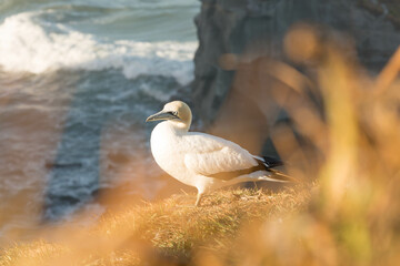Gannet colony Muriwai Beach, Auckland