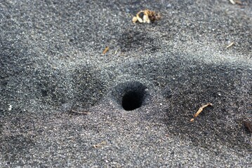 crab hole in the beach