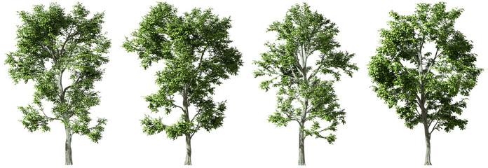 Large woods trees standing growth collections isolated on transparent backgrounds 3d rendering png - obrazy, fototapety, plakaty