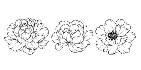 Peony Line Drawing. Black and white Floral Bouquets. Flower Coloring Page. Floral Line Art. Fine Line Peony illustration. Hand Drawn flowers. Botanical Coloring. Wedding invitation flowers © Xenia