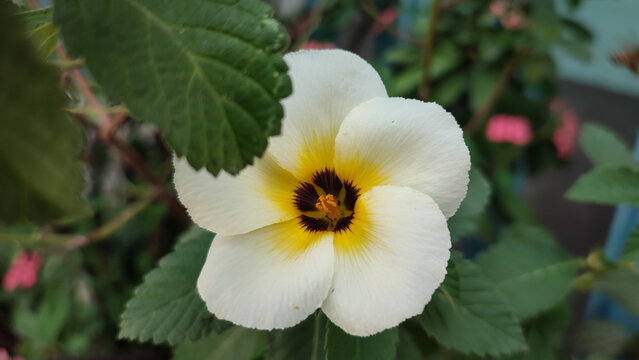 Beautiful Turnera subulata or bunga pukul delapan, close up view