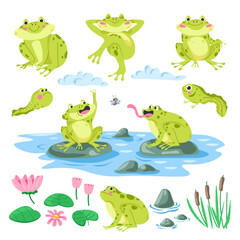 Tadpoles, frogs, flora and fauna illustration set