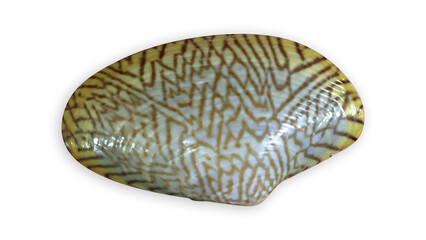 Fresh batik shell or known as Paratapes undulatus isolated on transparent background