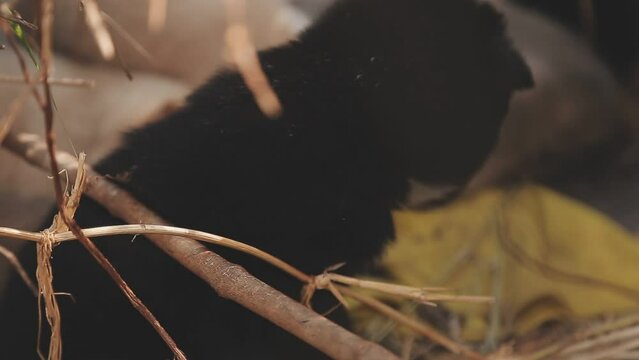 There are many puppies in the forest