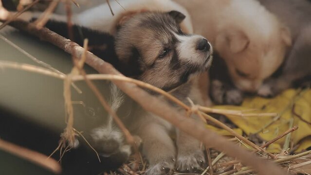 There are many puppies in the forest