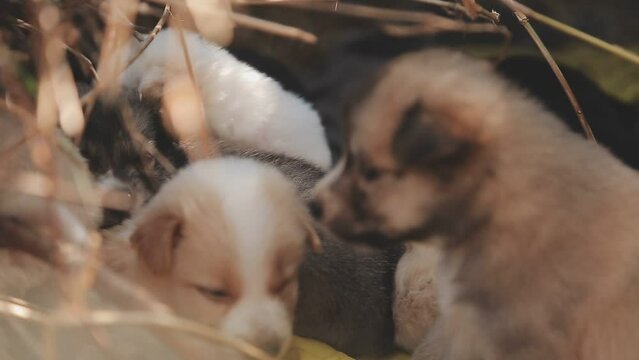 There are many puppies in the forest