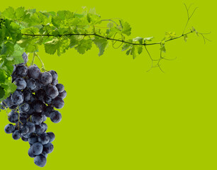 Grappe de raisin sur fond vert 