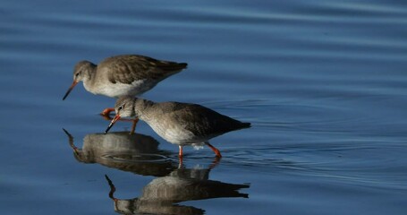 Common redshank redshank, the Camargue, France