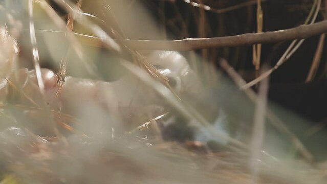 There are many puppies in the forest