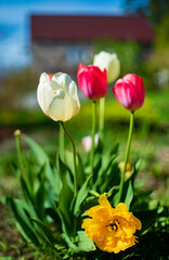 nice tulips in the garden