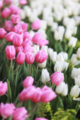 soft pink tulips in the garden and blur white tulips background