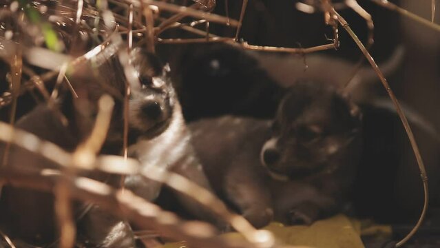 There are many puppies in the forest