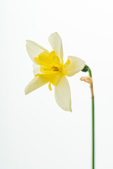 single daffodi on the white