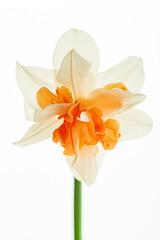 single daffodi on the white