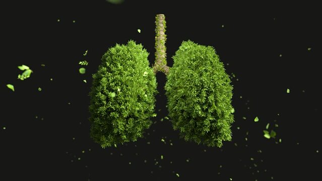 Healthy breathing regularly trees are growing, The tree grows in the form of a human lung