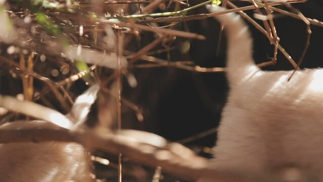 There are many puppies in the forest