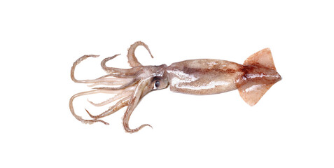 Fresh squid, seafood on white background