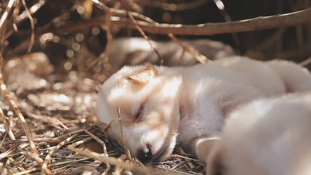 There are many puppies in the forest