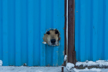 dog looking through a hole in the fence