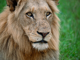 Jeune lion en gros plan avec des tiques et des morsures de tiques sur la gueule