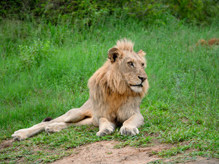 Fototapeta premium Jeune lion allongé avec un air paisible