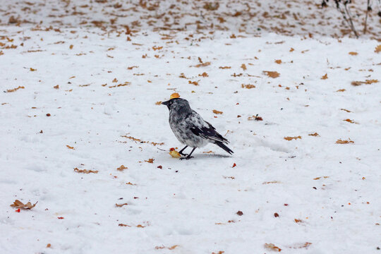 Albino jackdaw in the snow