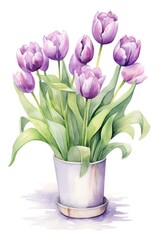 Lilac tulips isolated on white background watercolor.