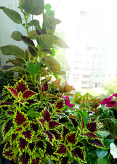 Coleus plants on the window. Various varieties of Coleus. Growing flowers. Blooming windowsill. Beautiful autumn leaves. 