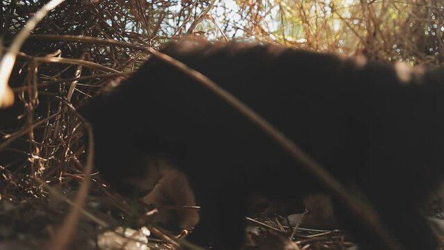 There are many puppies in the forest