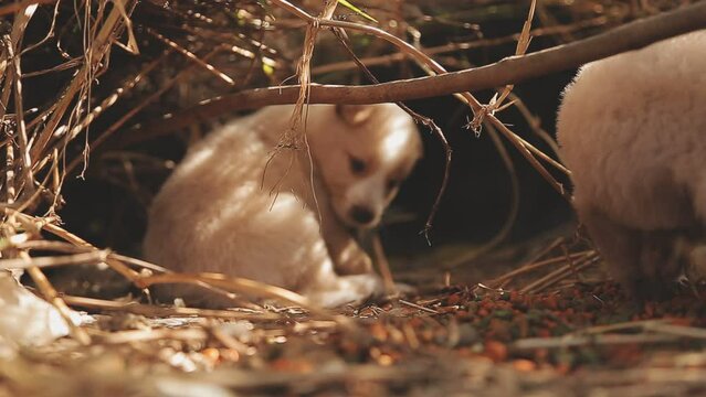 There are many puppies in the forest