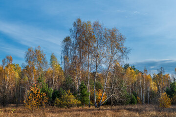 Fototapeta premium Forest decorated with autumn colors. Good weather. Blue sky. Walking outdoors.