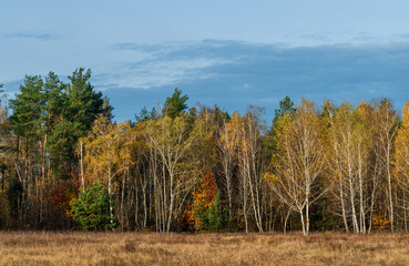 Forest decorated with autumn colors. Good weather. Blue sky. Walking outdoors.