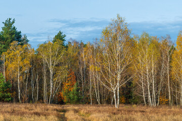 Forest decorated with autumn colors. Good weather. Blue sky. Walking outdoors.