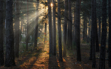 The sun's rays break through the tree branches. Morning in the forest or park. Walking outdoors.