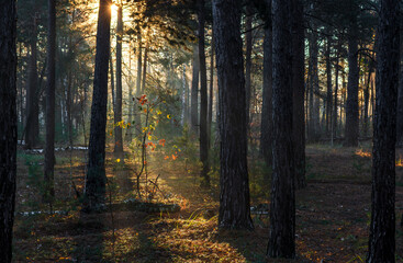 Obraz premium The sun's rays break through the tree branches. Morning in the forest or park. Walking outdoors.
