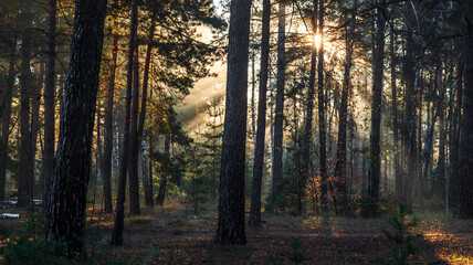 The sun's rays break through the tree branches. Morning in the forest or park. Walking outdoors.