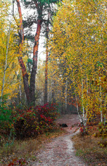 Forest decorated with autumn colors. Walking outdoors.