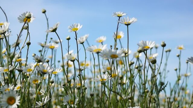 Chamomile. White daisy flowers in a field of green grass sway in the wind at sunset. Chamomile flowers field with green grass against blue sky. Close up slow motion. Nature, flowers, spring, biology