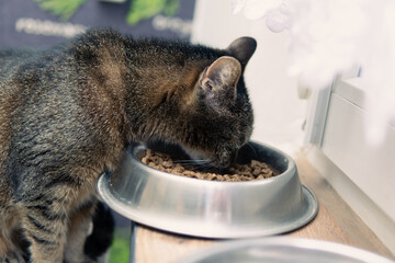 Close-up of a cat eating food from a bowl