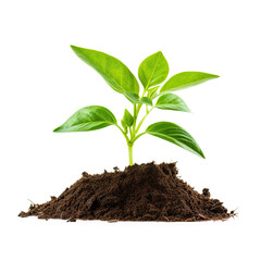 young green plant in isolate on transparency background png 
