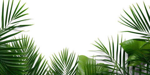 Fototapeta na wymiar Tropical leave, top view, flay lay, mock up, aesthetic, empty in the middle isolate on transparency background png 