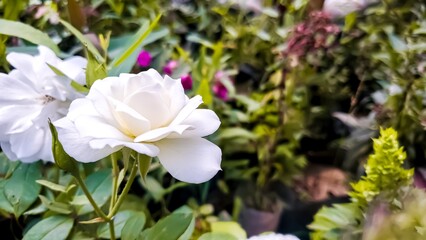 Close up of beautiful white rose in the garden.