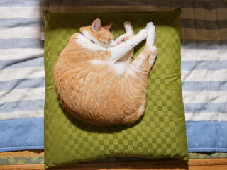 座布団の上で丸くなって寝る猫