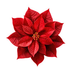 Red poinsettia Isolated on transparent background